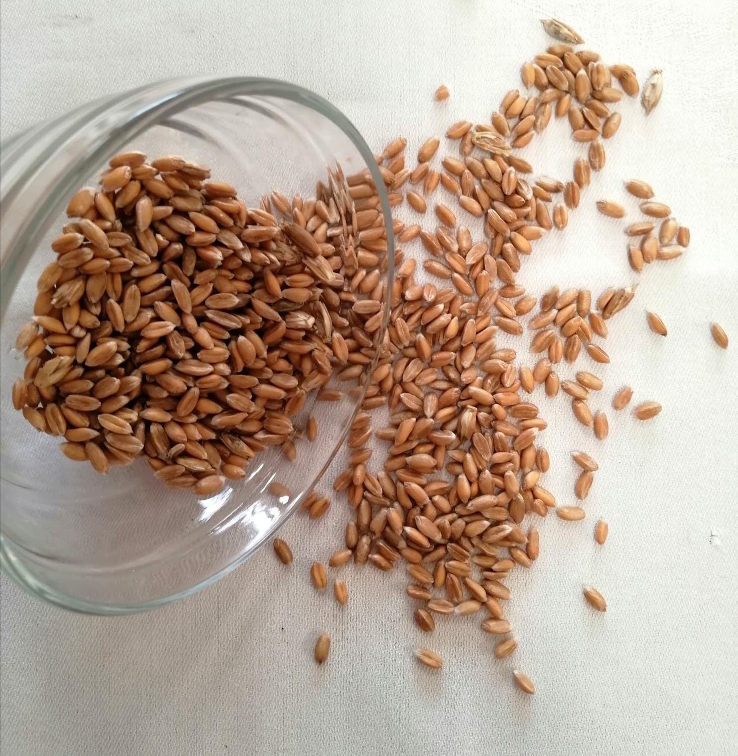 Pšenice špalda BIO – z rakouské biofarmy